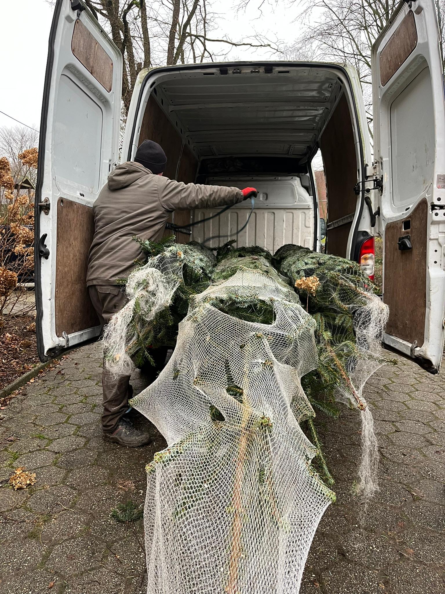 Gestapelte frische Weihnachtsbäume